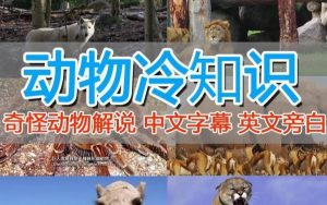 外面卖1699的国外纪录片解说(动物解说、美食、动画片)稳过中视频-知乎者也